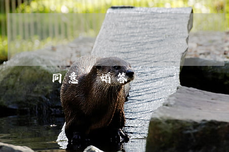 同意離婚答辯狀