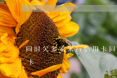 同时欠多家米行信用卡(同时欠多家米行信用卡)