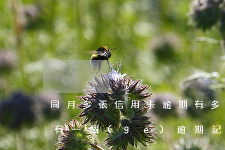 同月多張信用卡逾期(有多個(gè)信用卡,有一個(gè)逾期記錄了,怎么辦)