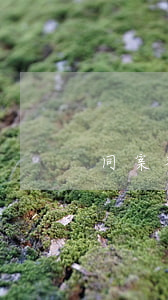 同案犯必須一起取保嗎