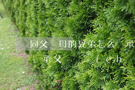 同父異母的兄弟怎么繼承(同母異父的兄妹能繼承父親財產(chǎn)嗎)