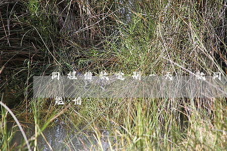 同程借款逾期一天還款(同程借款逾期4天還能借嗎)
