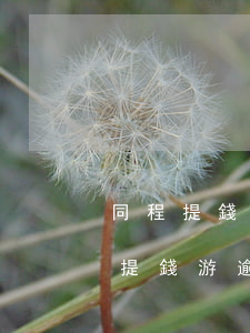 同程提錢游逾期1600立案是真的嗎(同程提錢游逾期發(fā)律師函)