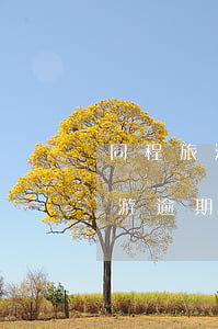 同程旅游提前游逾期多久上征信-同程提前游逾期一天上征信嗎