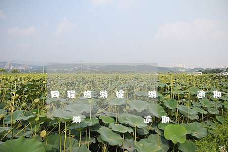 同程旅游提錢游會員逾期上征信嗎-同程提錢游會員費逾期