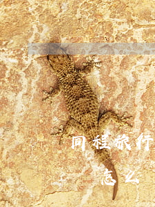 同程旅行信用卡有逾期能下嗎(同程旅行逾期會怎么樣)