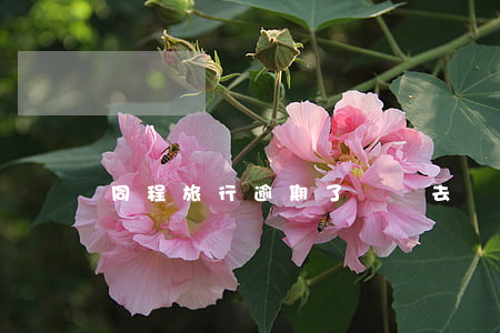同程旅行逾期了還進去還能借嗎-