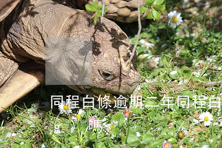 同程白條逾期二年(同程白條好申請(qǐng)嗎)