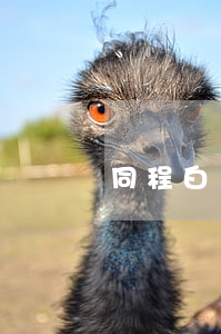 同程白條逾期后果(同程白條好申請嗎)