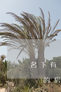 名下有繼承的房產沒過戶怎么立遺囑(立了遺囑的房子怎么過戶)