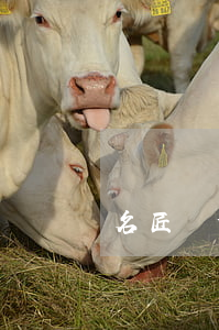 名匠裝修免息分期付款