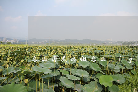 名山房屋出租(名山個(gè)人急售二手房)