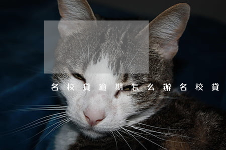 名校貸逾期怎么辦(名校貸還不了款怎么辦)