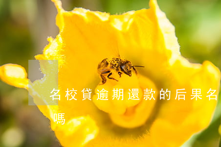 名校貸逾期還款的后果(名校貸被國家制止了嗎)