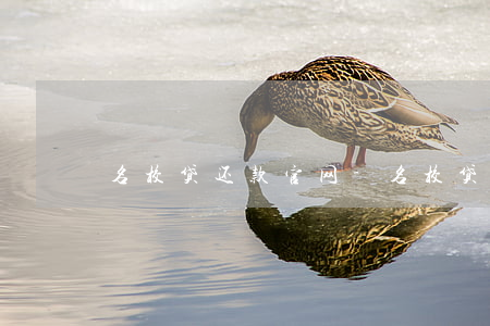 名校贷还款官网-名校贷app