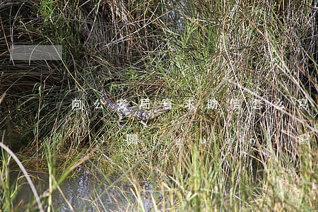 向公安局寫求助信怎么寫(怎么給公安機(jī)關(guān)寫舉報信)