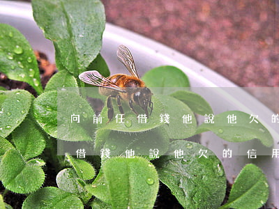 向前任借錢他說他欠的信用卡太多-向前任借錢他說他欠的信用卡太多了