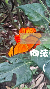 向法院申請(qǐng)停息掛賬(向銀行申請(qǐng)停息掛賬需要哪些證明)