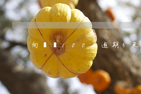 向錢貸1000逾期3天多少錢-