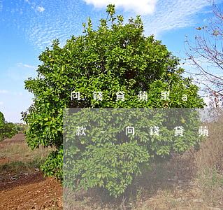 向錢貸蘋果app如何主動(dòng)還款-向錢貸蘋果app如何主動(dòng)還款的