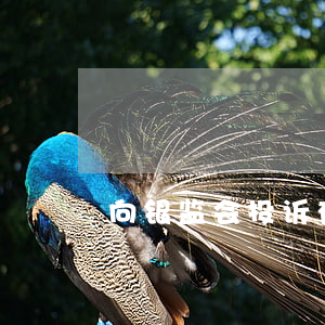 向银监会投诉有钱花逾期有用么