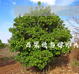 吕梁债务律师共同合作