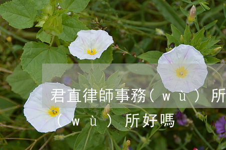 君直律師事務(wù)所怎樣(君合律師事務(wù)所好嗎)