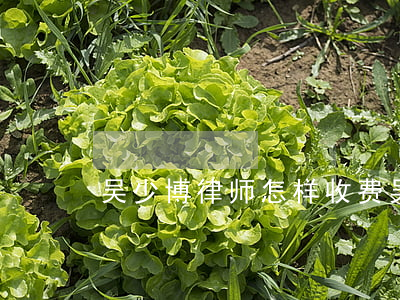 吴少博律师怎样收费(吴少博律师事务所图片)