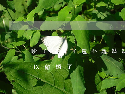 吵了一輩子還不離婚(婚后一直吵架是不是可以離婚了)