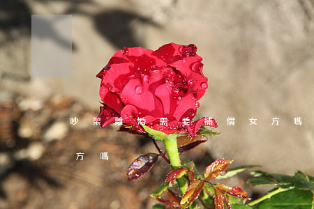 吵架離婚需要補償女方嗎(離婚一定要賠償女方嗎)