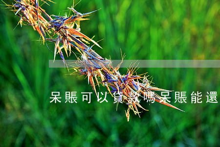 呆賬可以貸款嗎(呆賬能還款嗎)