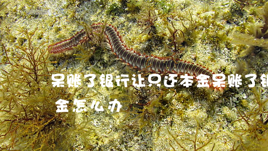 呆账了银行让只还本金(呆账了银行让只还本金怎么办)
