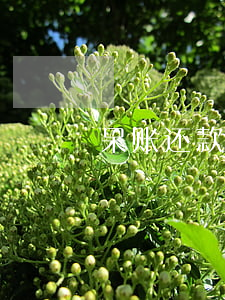 呆账还款只还本金吗(呆账还款需要还利息吗)