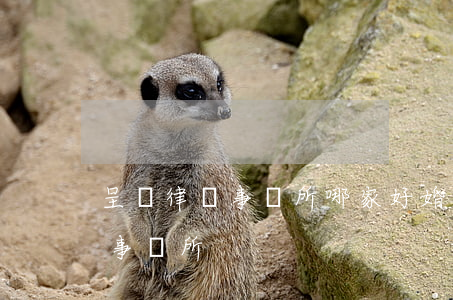 呈貢律師事務所哪家好婚姻的(昆明呈貢律師事務所)