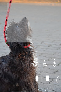 告女方騙婚的訴狀怎么寫(告女方騙婚要什么證據(jù))