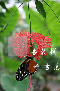 告欠钱不还的诉状怎么写(起诉欠钱不还的起诉书怎么写)