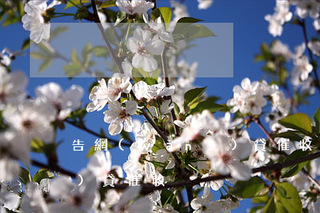 告網(wǎng)貸催收，起訴網(wǎng)貸催收