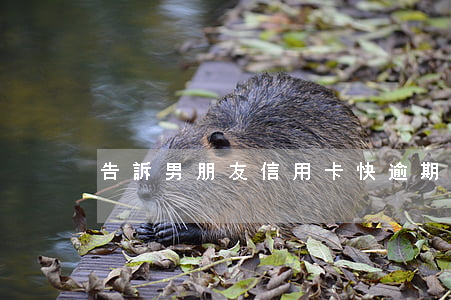 告訴男朋友信用卡快逾期(信用卡逾期很久了)