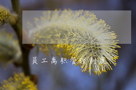 员工离职管理制度