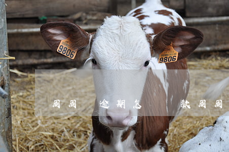 周周貸逾期怎樣還款(周周貸怎么樣好通過嗎)