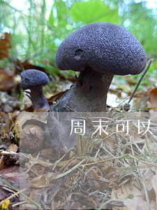 周末可以去法院交起訴書嗎