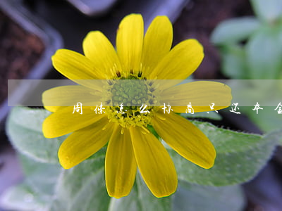 周条怎么协商只还本金
