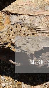 周翊然父母離婚(周翊然身高)