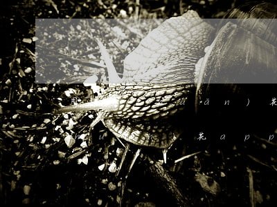 周轉(zhuǎn)花app逾期(周轉(zhuǎn)花app逾期)