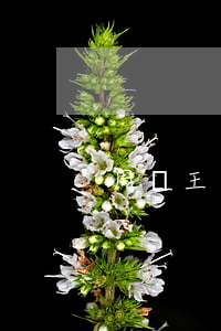 周轉王逾期掉芝麻分么