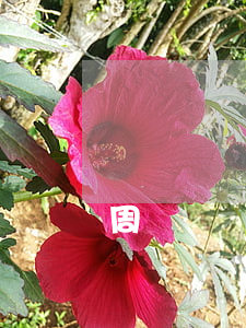周邊債務(wù)糾紛律師推薦