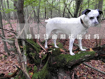 呼呼贷逾期还能过吗