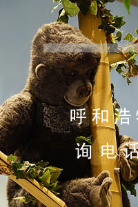 呼和浩特交通违章查询(呼和浩特车辆违章查询电话多少)