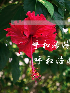 呼和浩特婚姻糾紛律師委托收費(fèi)(呼和浩特婚姻糾紛律師委托收費(fèi))