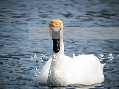 呼和浩特请律师要多少钱(呼和浩特律师免费咨询电话)